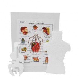 MAQUETA INST APARATO DIGESTIVO - Envío Gratuito